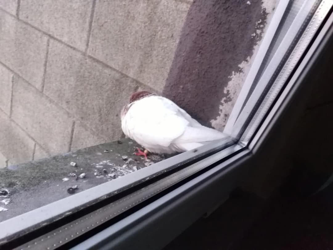 Co oznacza biały gołąb na parapecie? Odkryj jego głębokie znaczenie