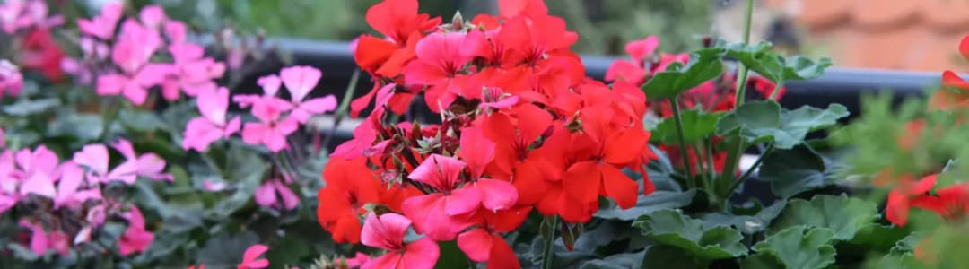 Jakie kwiaty na parapet zewnętrzny – piękne i łatwe w pielęgnacji Jakie kwiaty na parapet zewnętrzny – piękne i łatwe w pielęgnacji