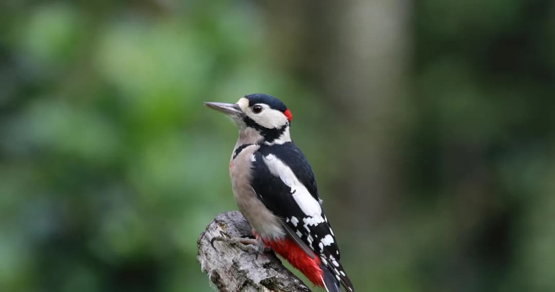 Skuteczne metody, jak odstraszyć dzięcioła od elewacji bez szkód