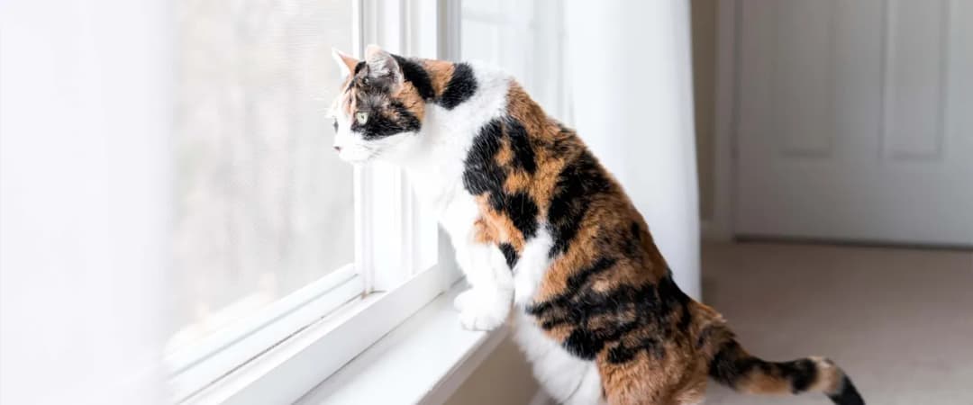 Jak zabezpieczyć okno dachowe przed kotem, aby uniknąć wypadków