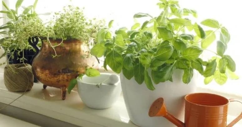 Jak zabezpieczyć kwiaty na parapecie zewnętrznym przed zniszczeniem Jak zabezpieczyć kwiaty na parapecie zewnętrznym przed zniszczeniem